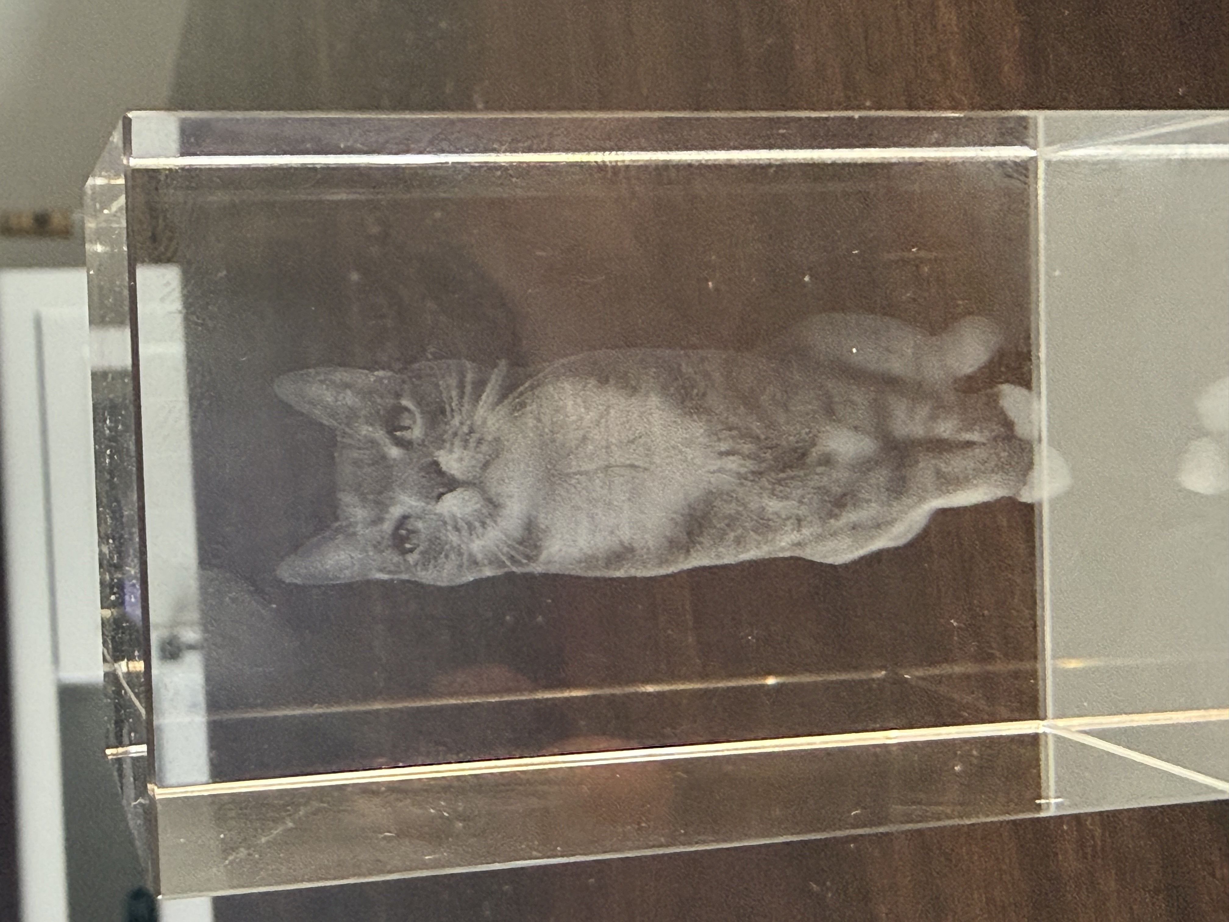 Finished engraving of a seated cat portrait