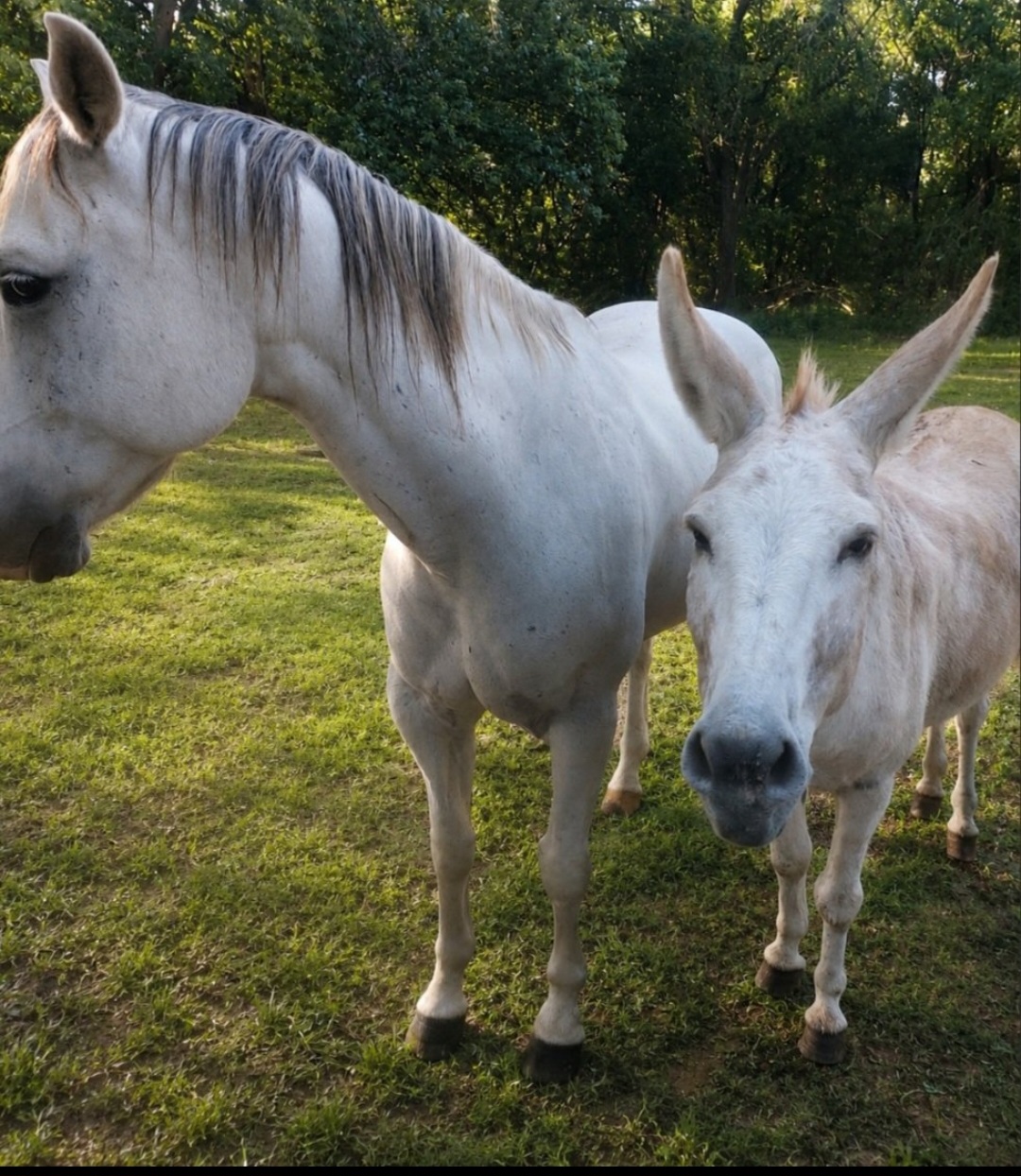 Diesel & Bill