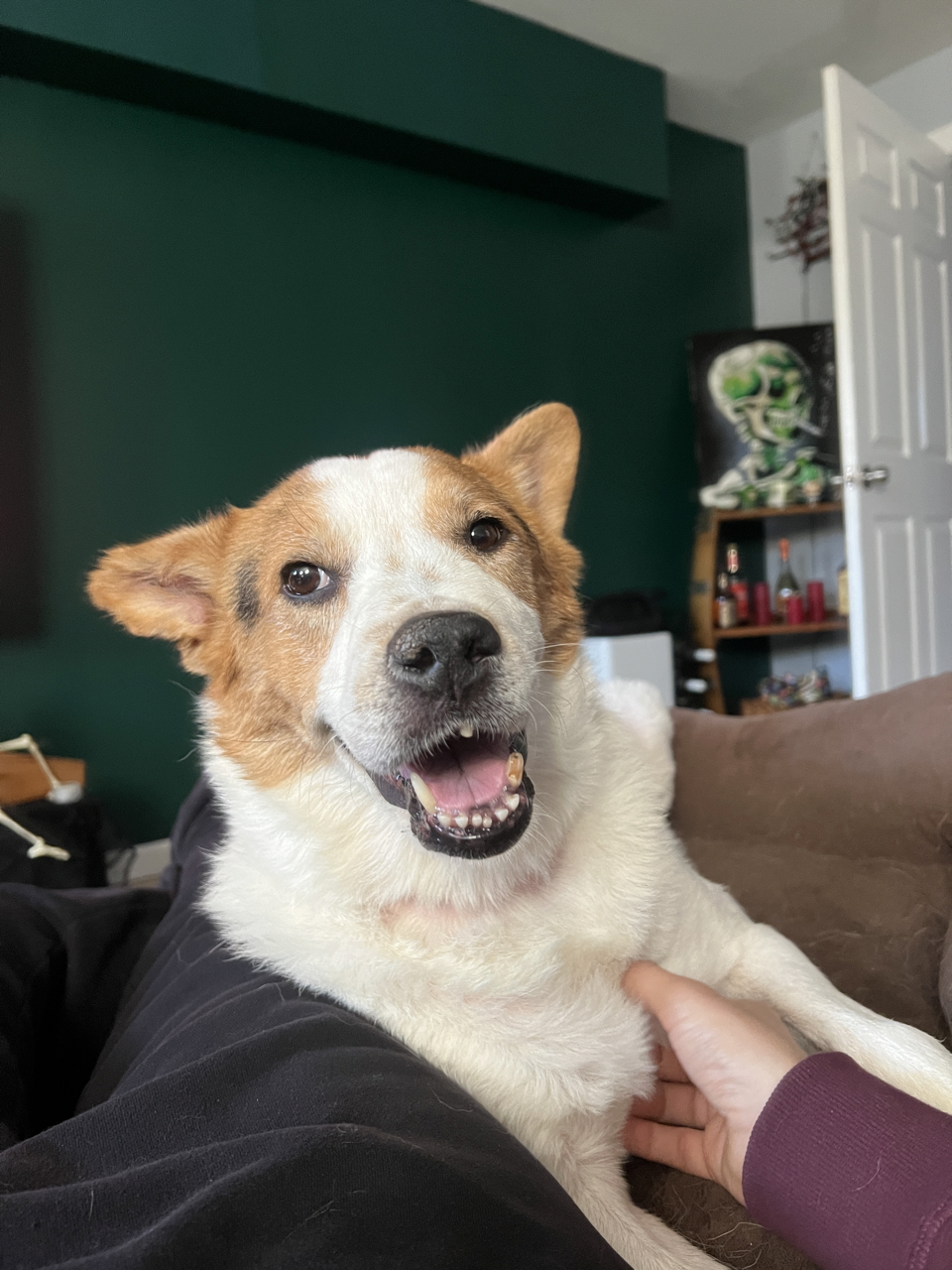 Original uploaded pet photo